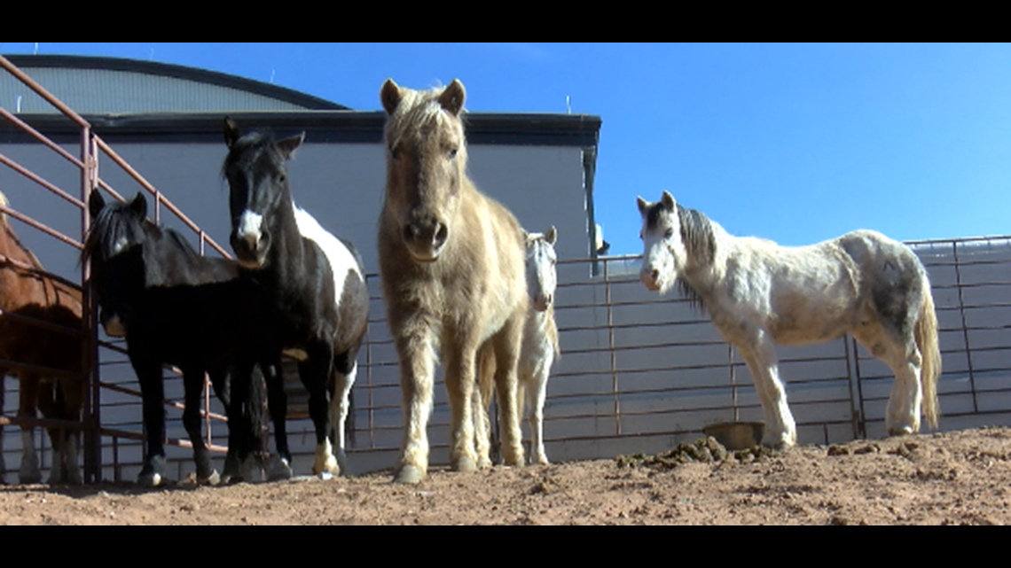 Miniature Bucking Stock Training Junior Cowboys For Big Stage Newswest9 Com