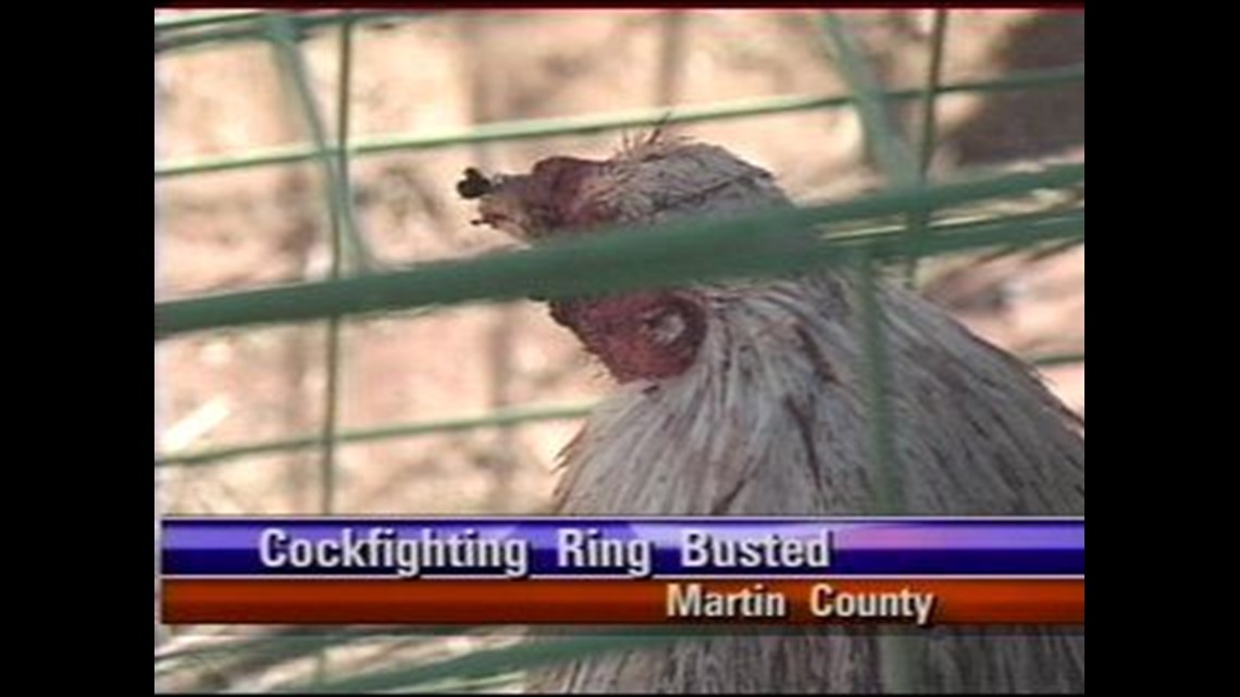 Cockfighting Ring Busted In Martin County 