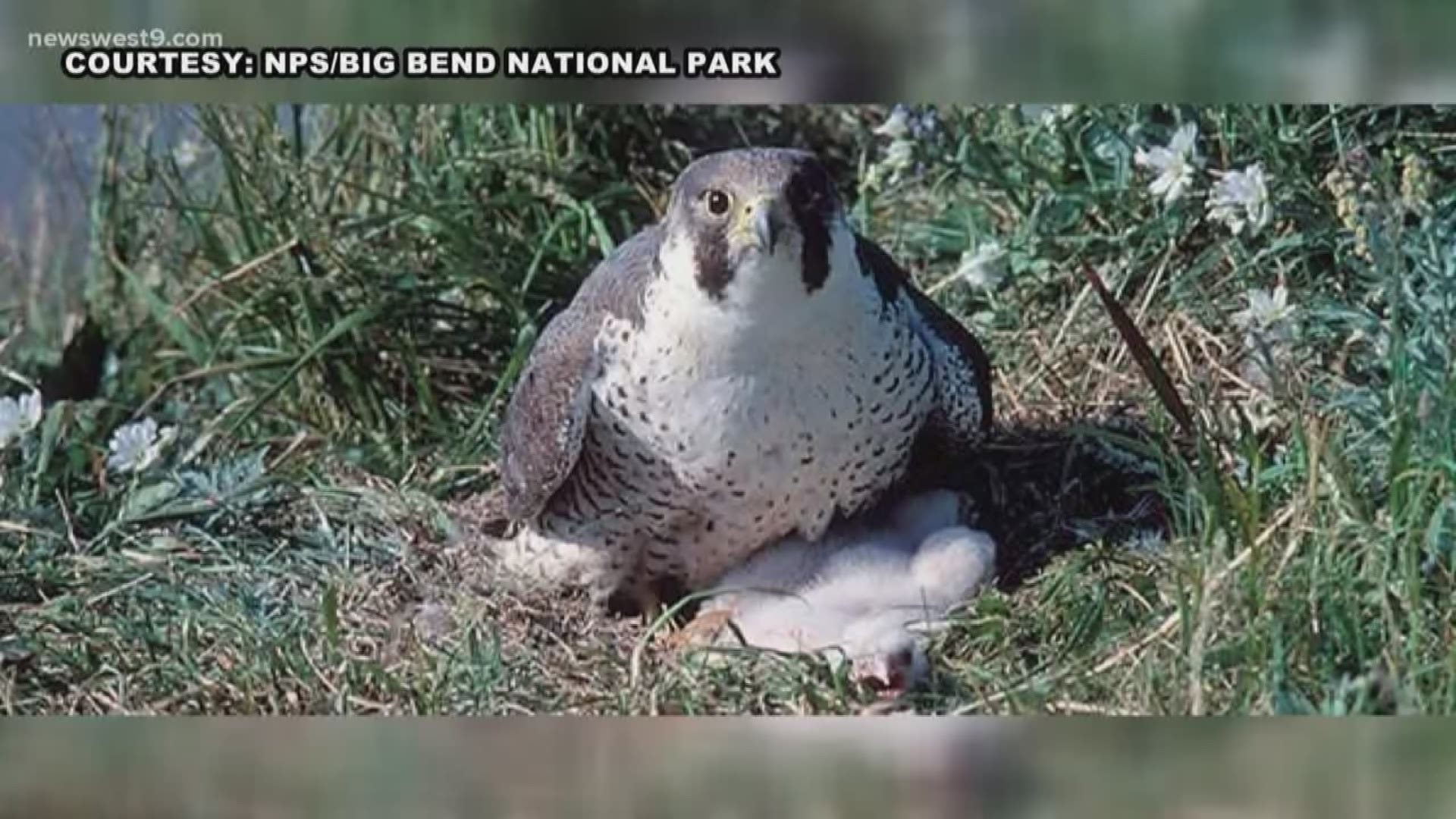 Part two at Big Bend National Park focuses on the peregrine falcon and what steps are being taken to protect this threatened species of bird.
