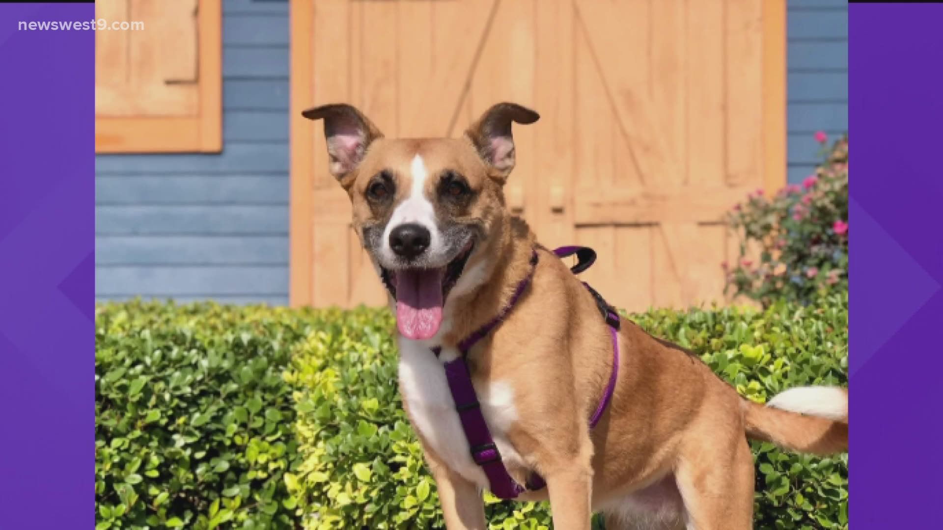 Princess is an eight-year-old Boxer mix, who is looking for her forever home.