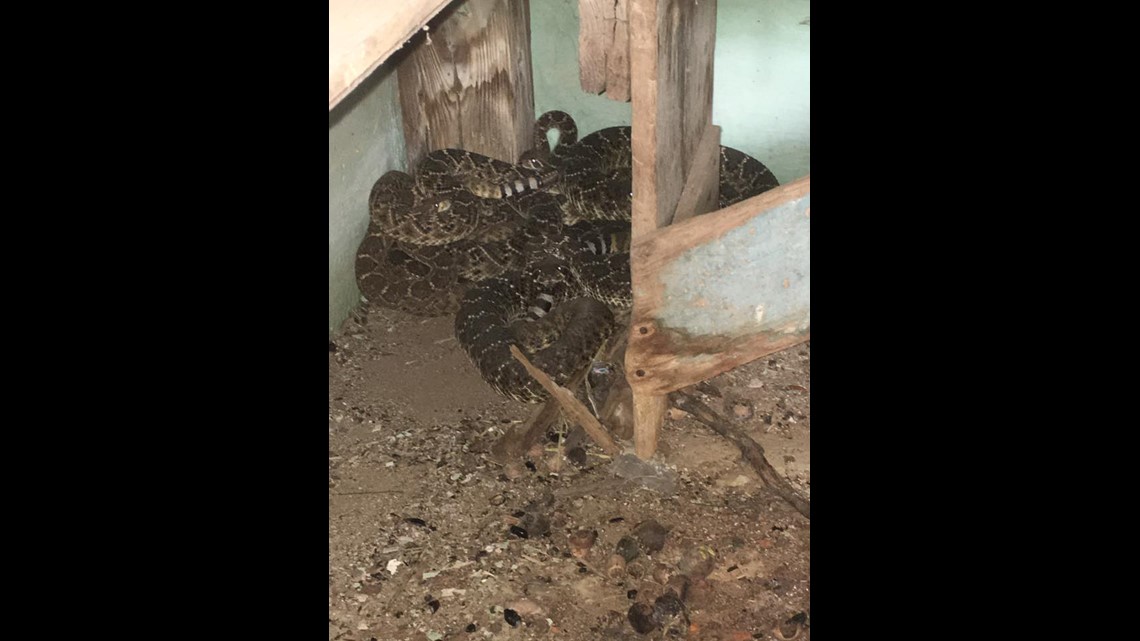 Snake in toilet leads to discovery of two dozen more for West Texas family