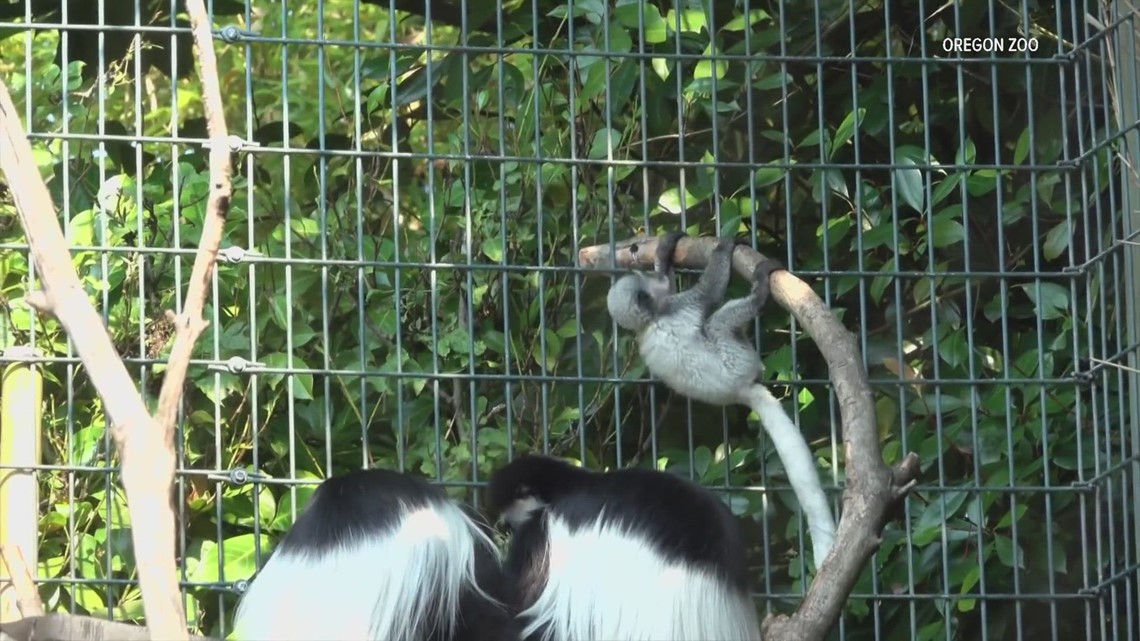 Health risks related to owning monkeys as pets in West Texas