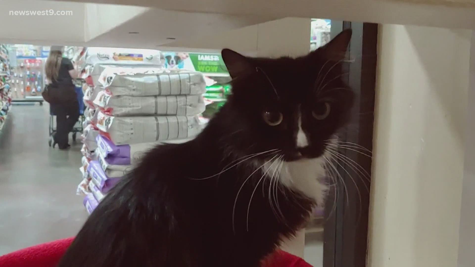 Fancy is a two-year-old domestic medium hair who is looking for her forever home.