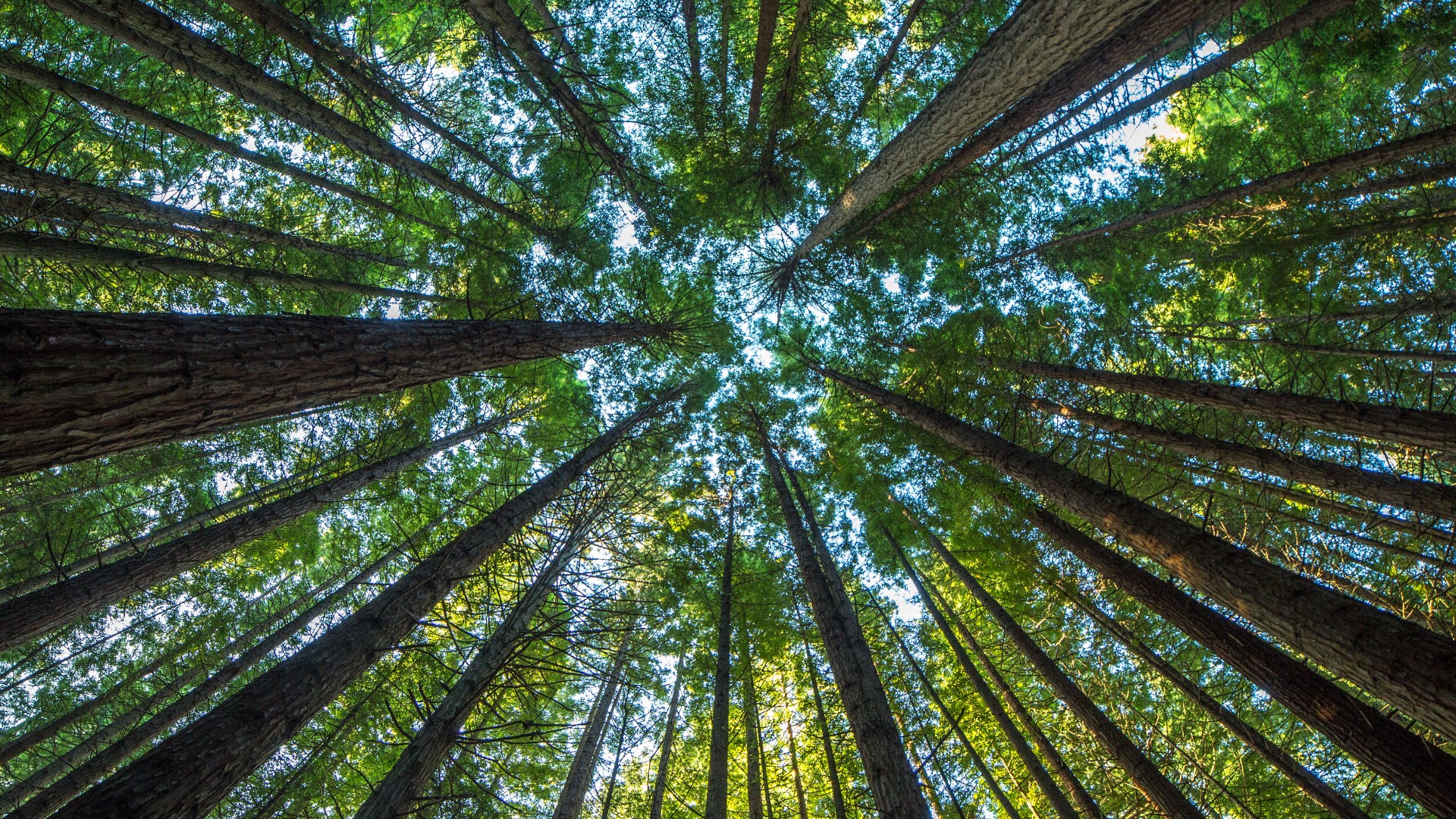 Oncor gives 5,000 free trees ahead of Arbor Day