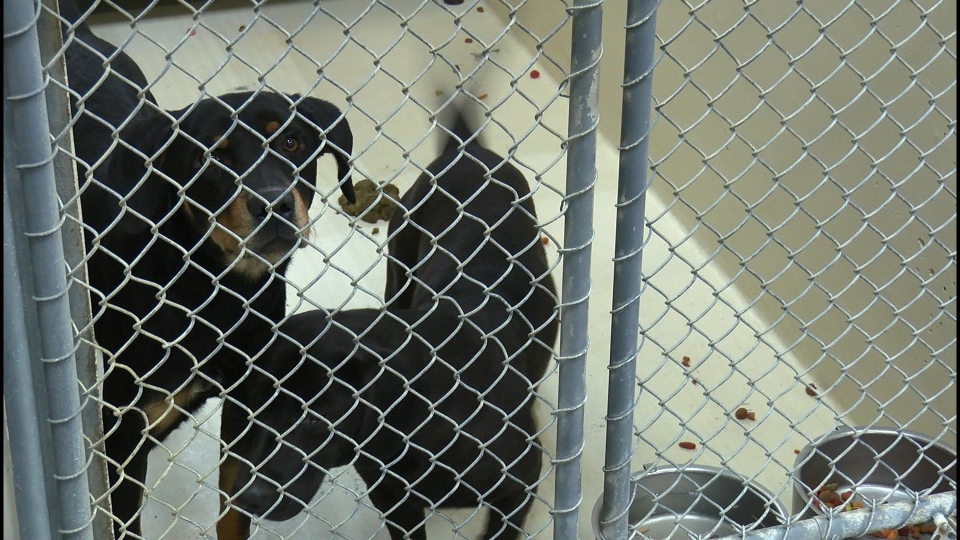 Veterans can adopt pets for no cost at Odessa Animal Shelter