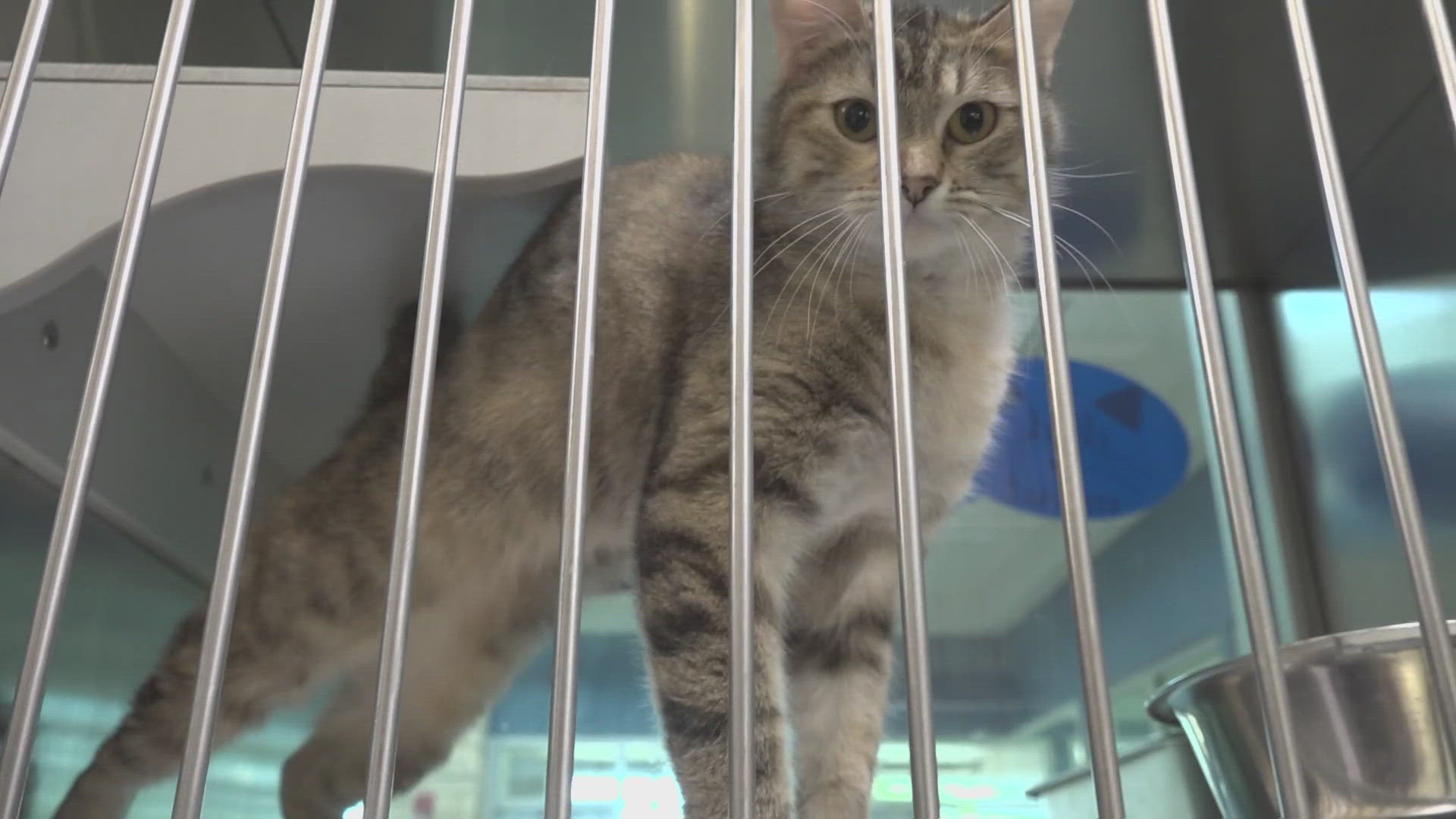 Midland Animal Services has more cats than usual due to breeding season.