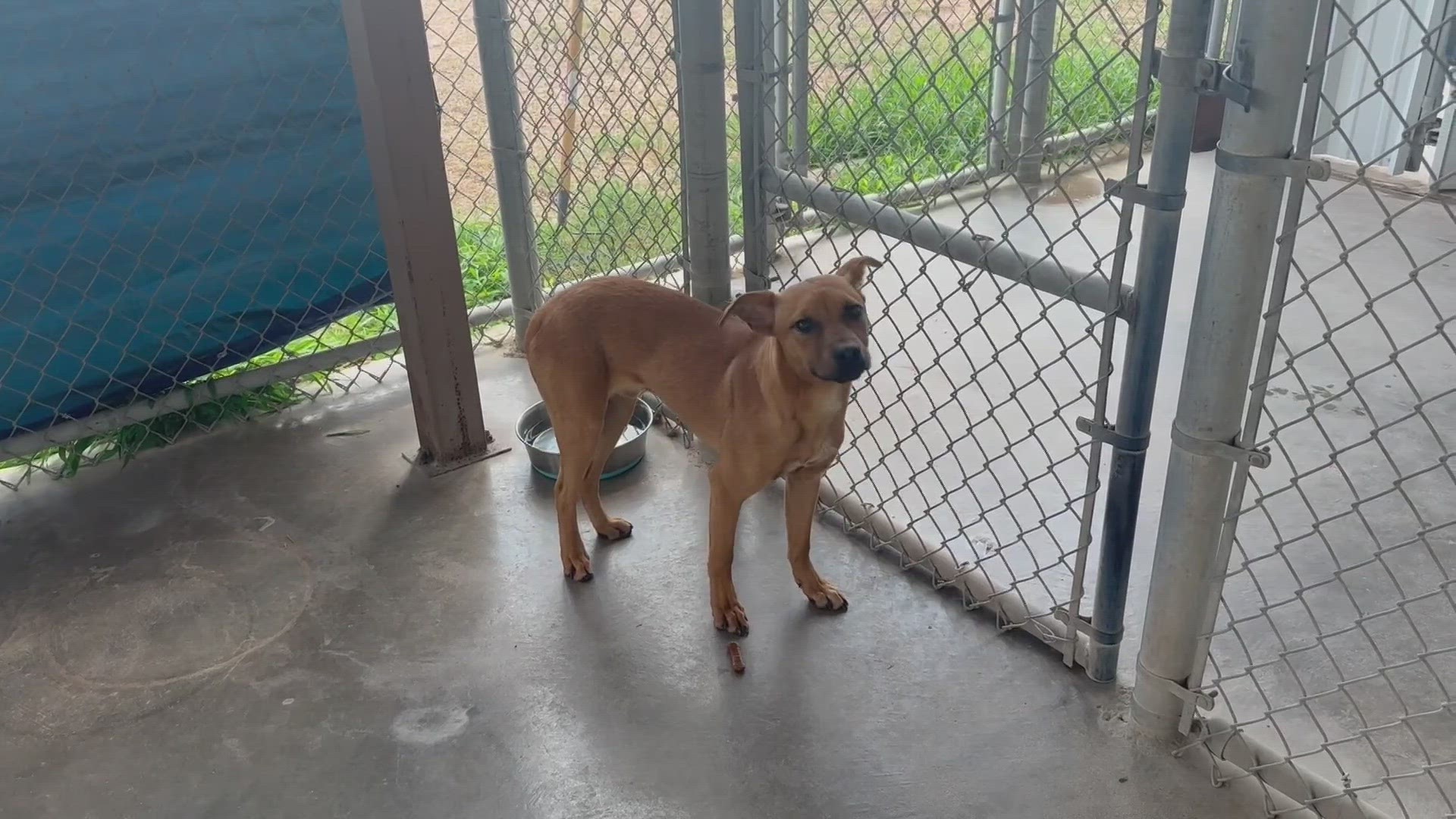 Floyd is a 6-month-old male Heeler Mix with a short solid brownish-red coat.