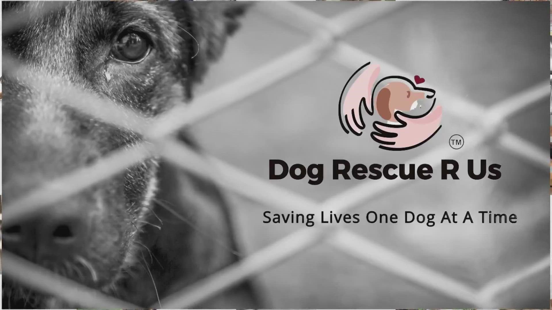"These dogs get to get loaded up and within hours they are starting their new lives," said Dolly Hinsz, Director of Operations for Dogs Rescue R us.