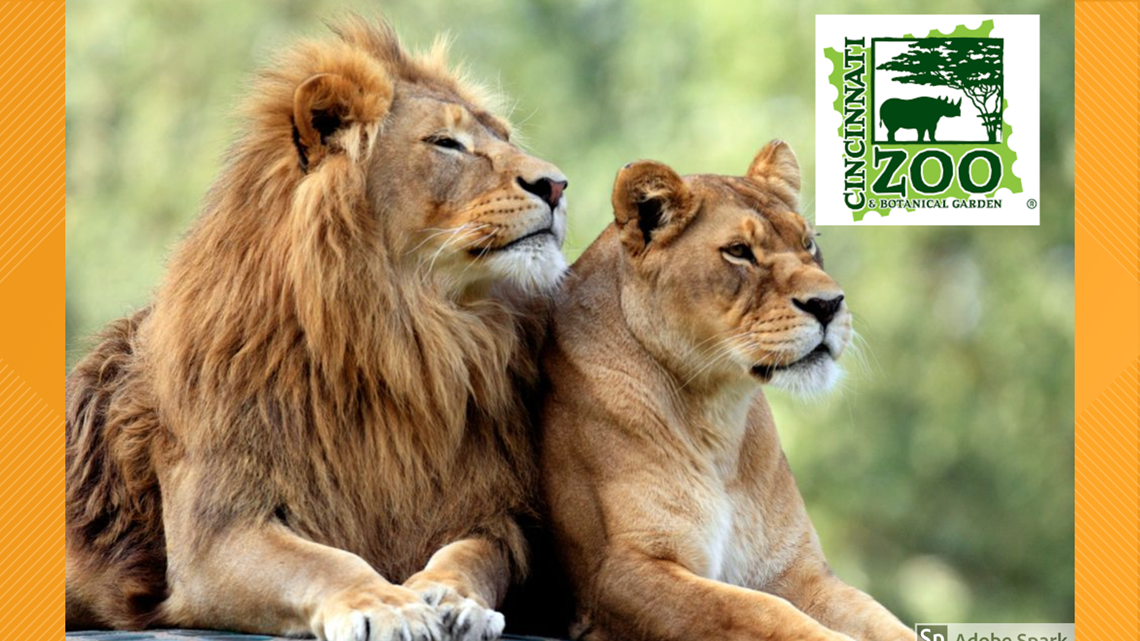 Cincinnati Zoo And Botanical Garden Brings Virtual Safari