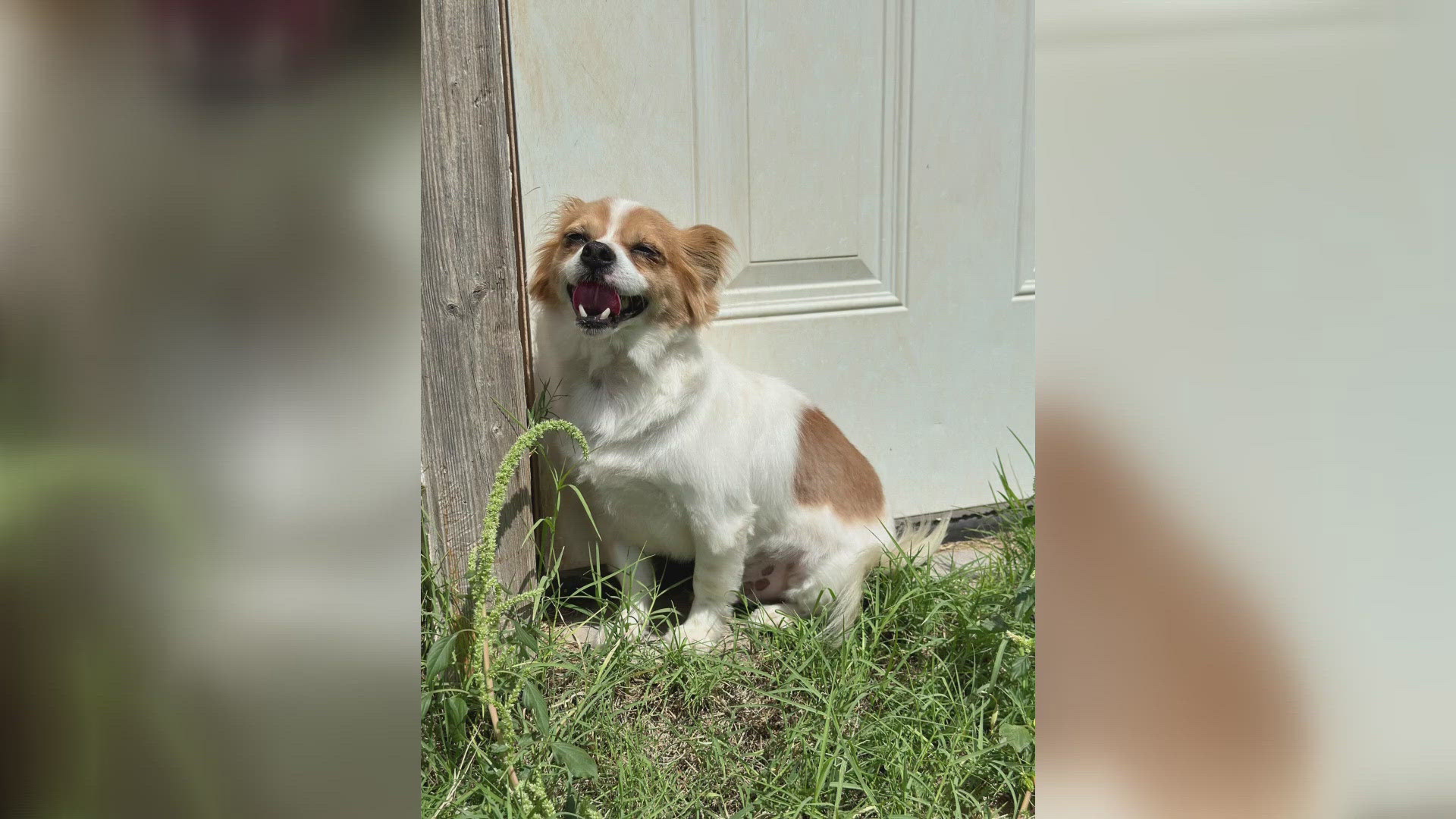 BB King is a four-year-old Chihuahua mix ready to be welcomed in a new loving home.