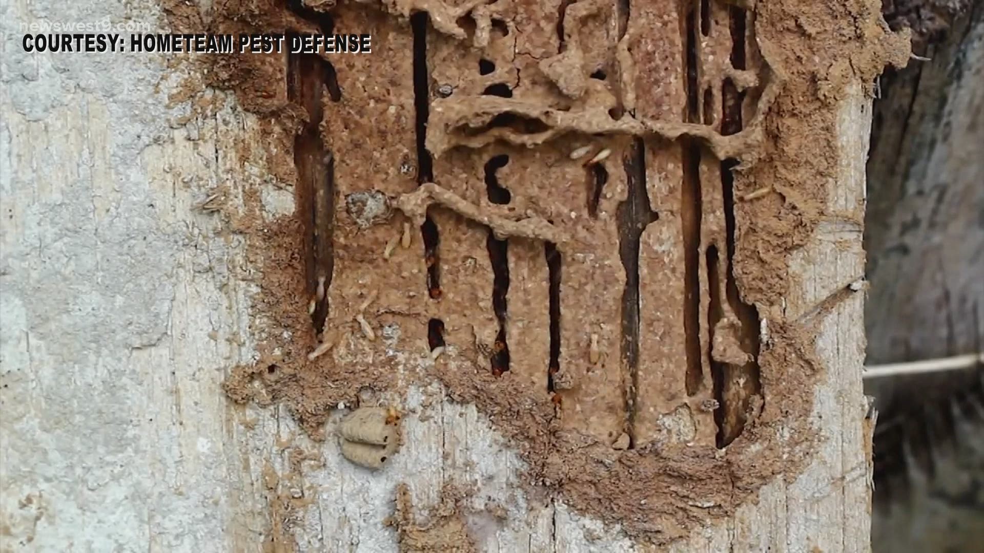 A Hufford Pest Control spokesperson tells me female termites can lay as many as 9 million eggs in their lifetime.