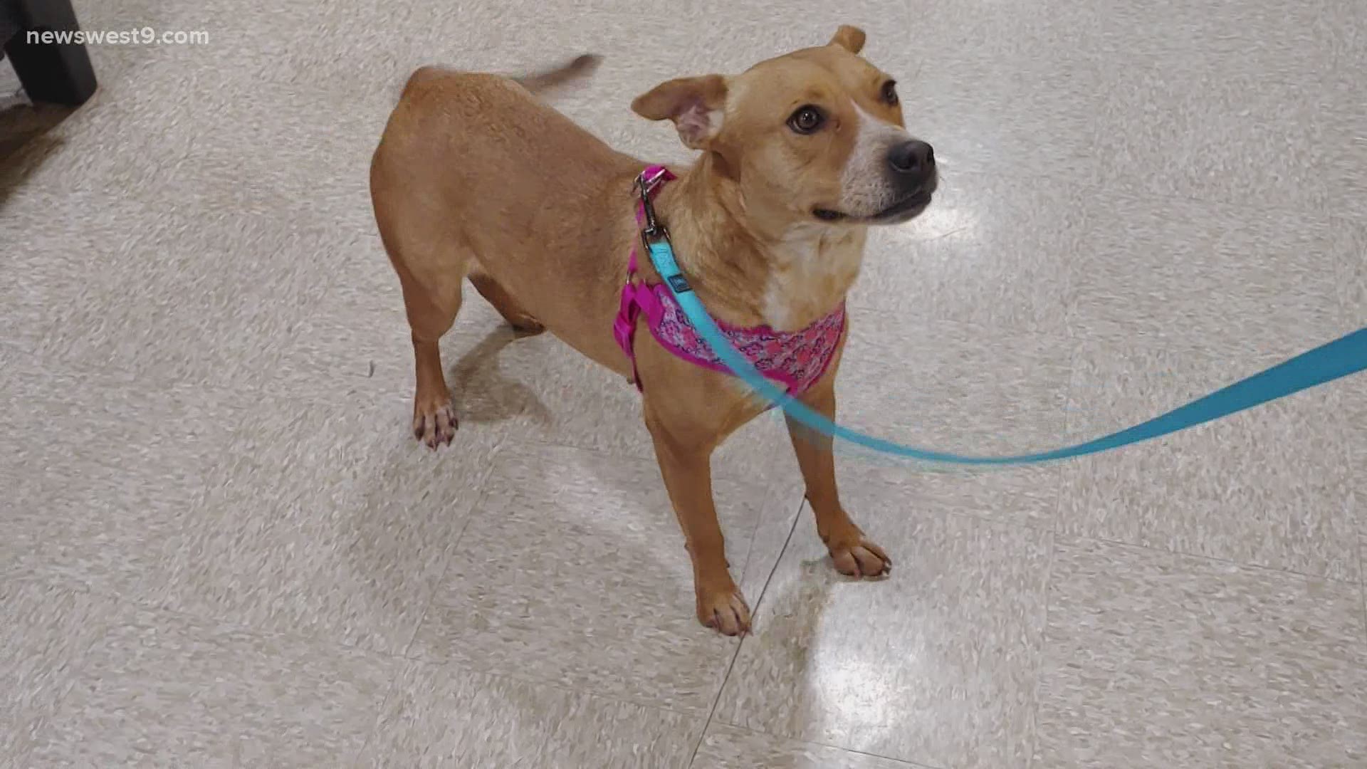 Quinn is a one-year-old Pitbull mix who is looking for her forever home.