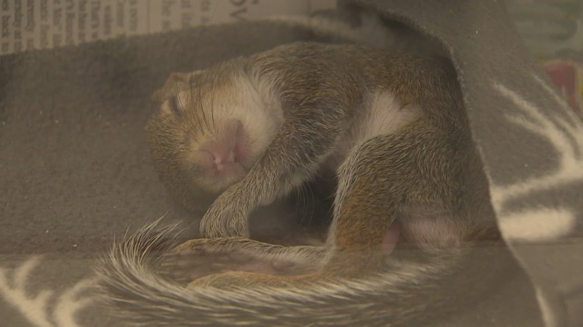 West Texas residents are finding dead squirrels and birds