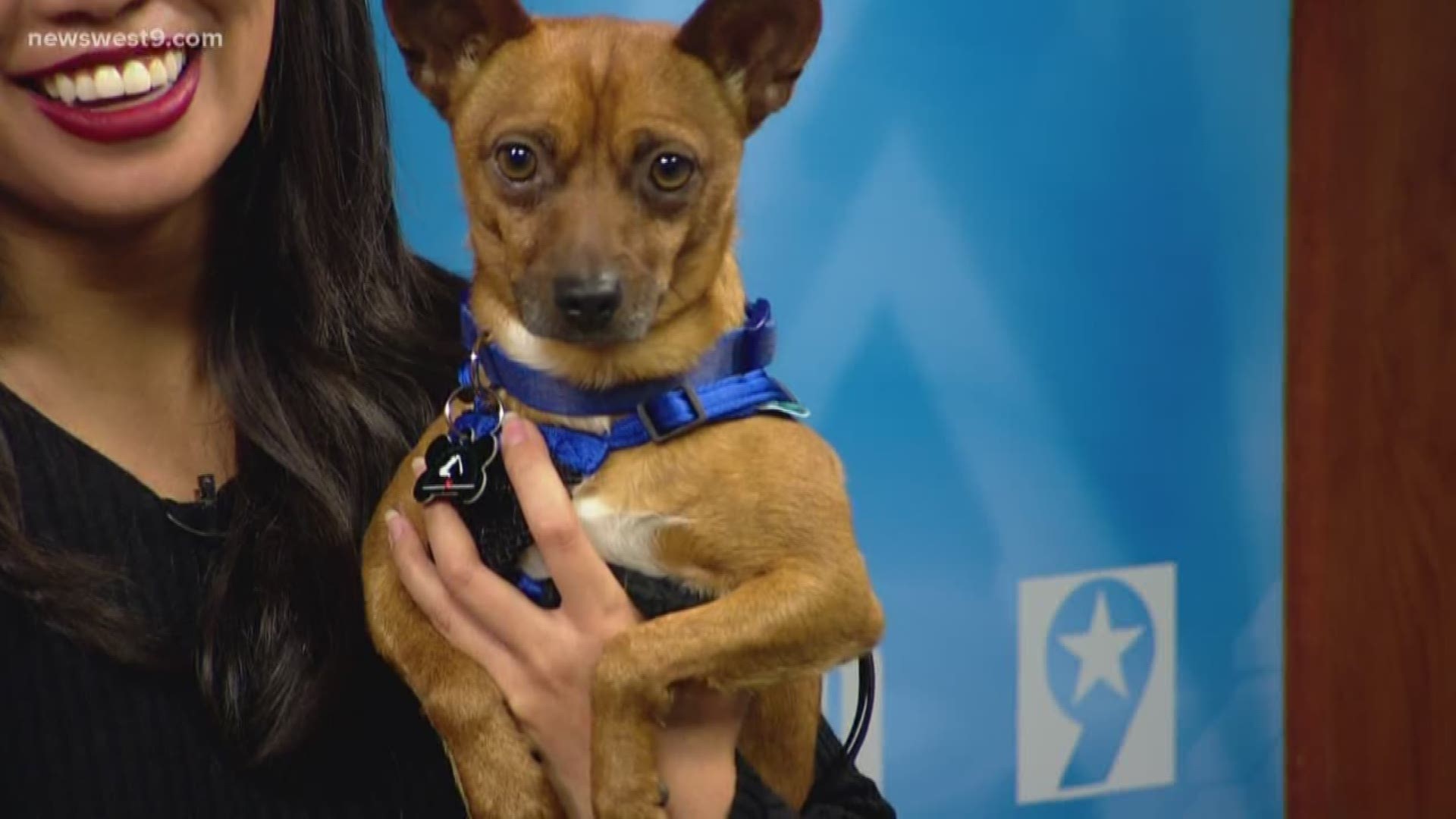 Meet Jack, our Pet of the Week courtesy of the Midland Humane Coalition.