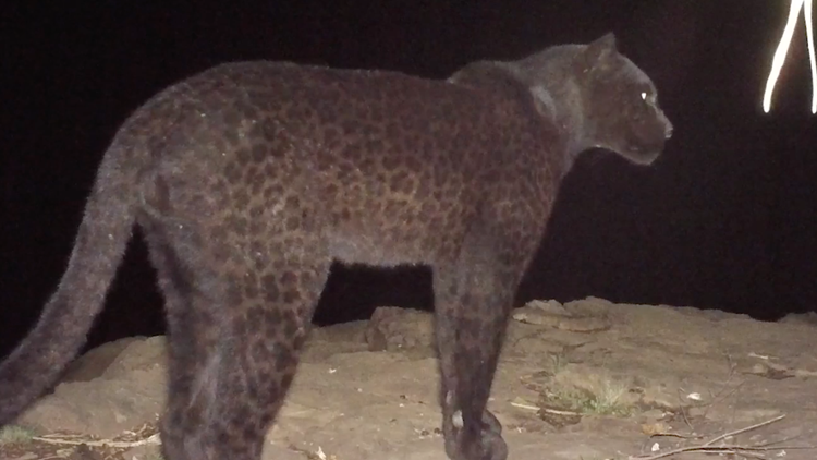 Rare 'black panthers' captured on camera in Kenya | newswest9.com