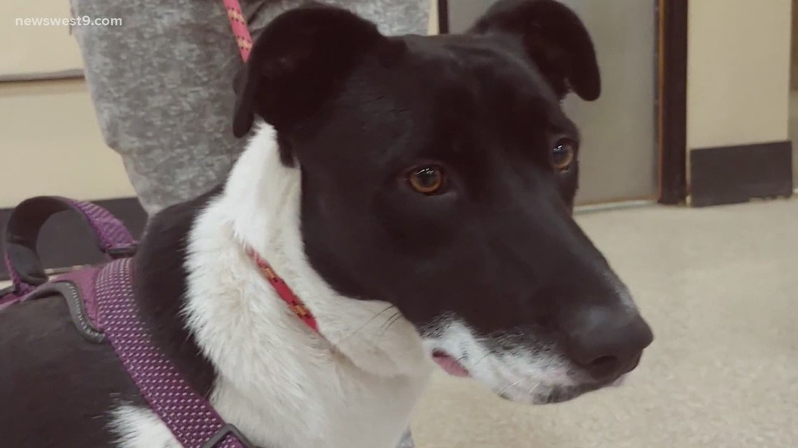 Meet Luna, NewsWest 9's Pet of the Week | newswest9.com