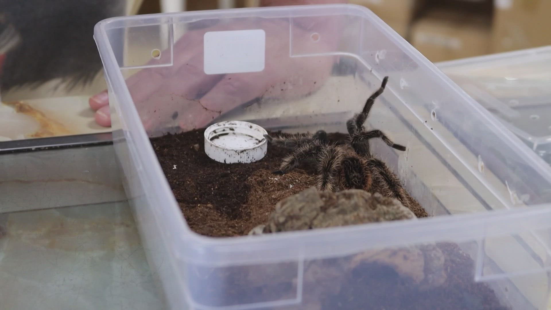 It's that time of year when male tarantulas are looking for a mate.