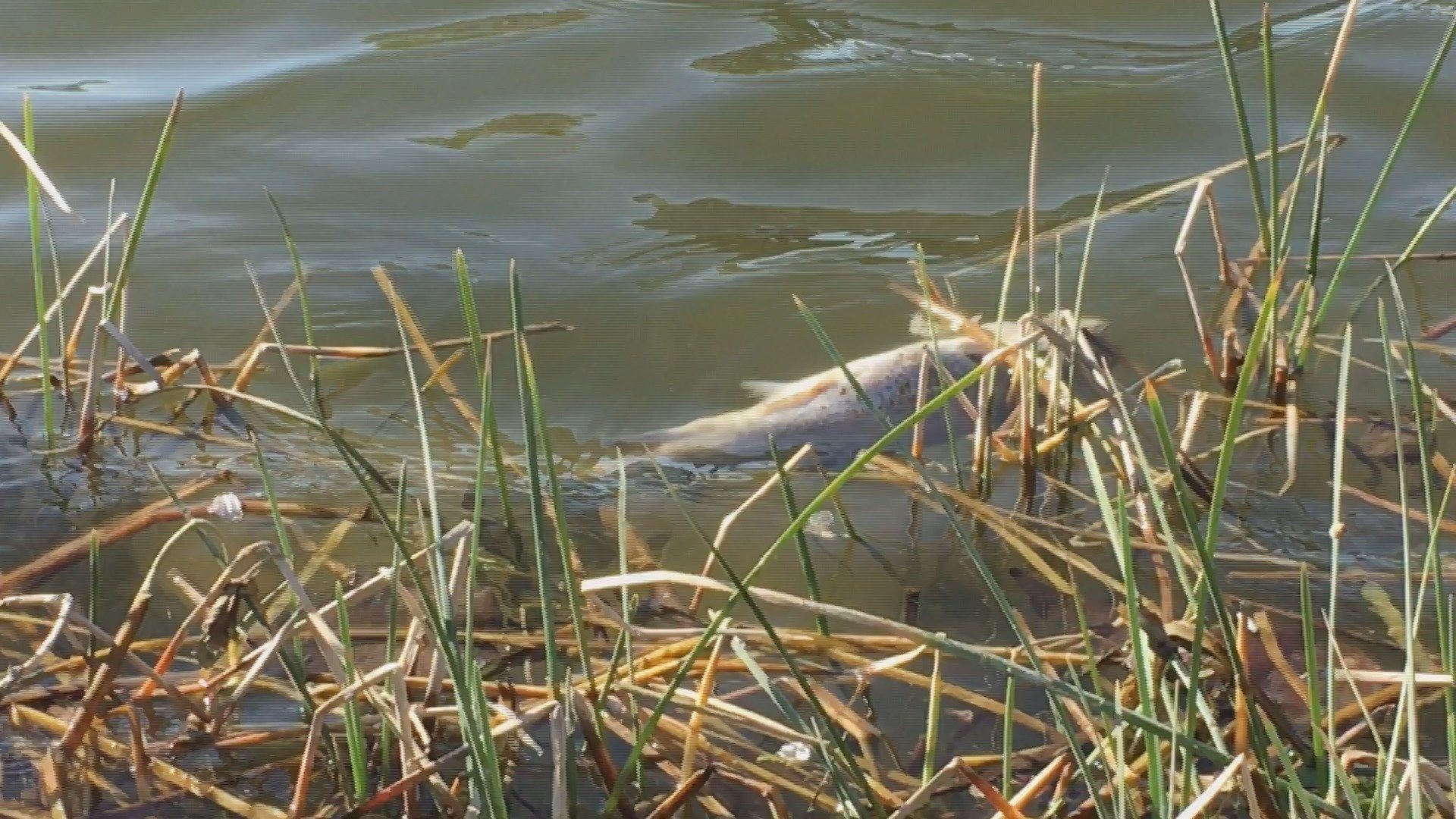 Dead trout seen floating in pond due to warm weather changes