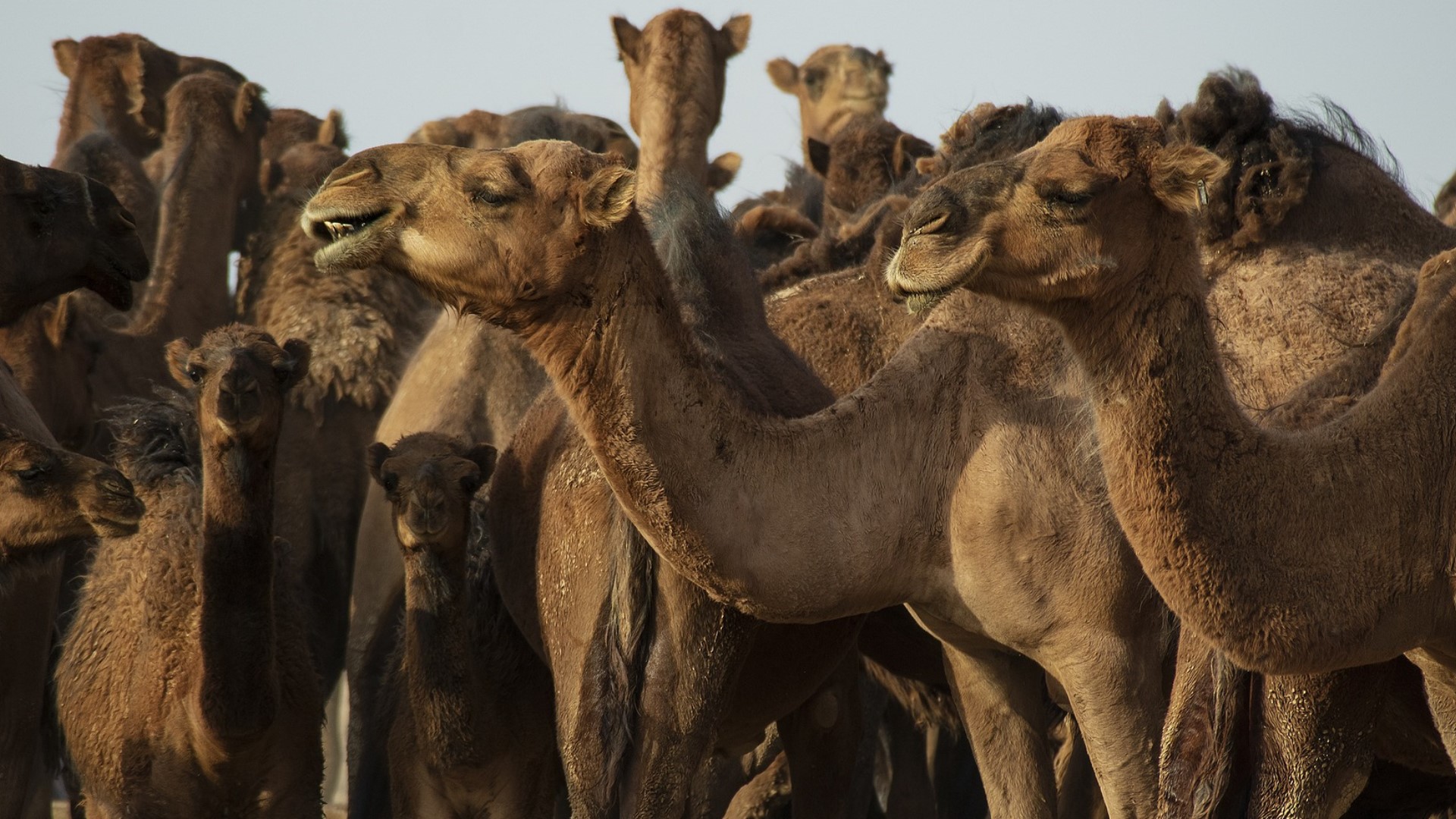 The camel corps helps teach the history of the US Army Camel Experiment.