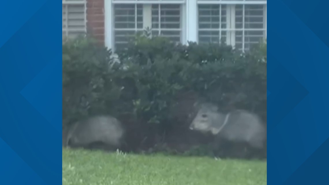 Two javelinas spotted in Midland neighborhood - Vimarsana News