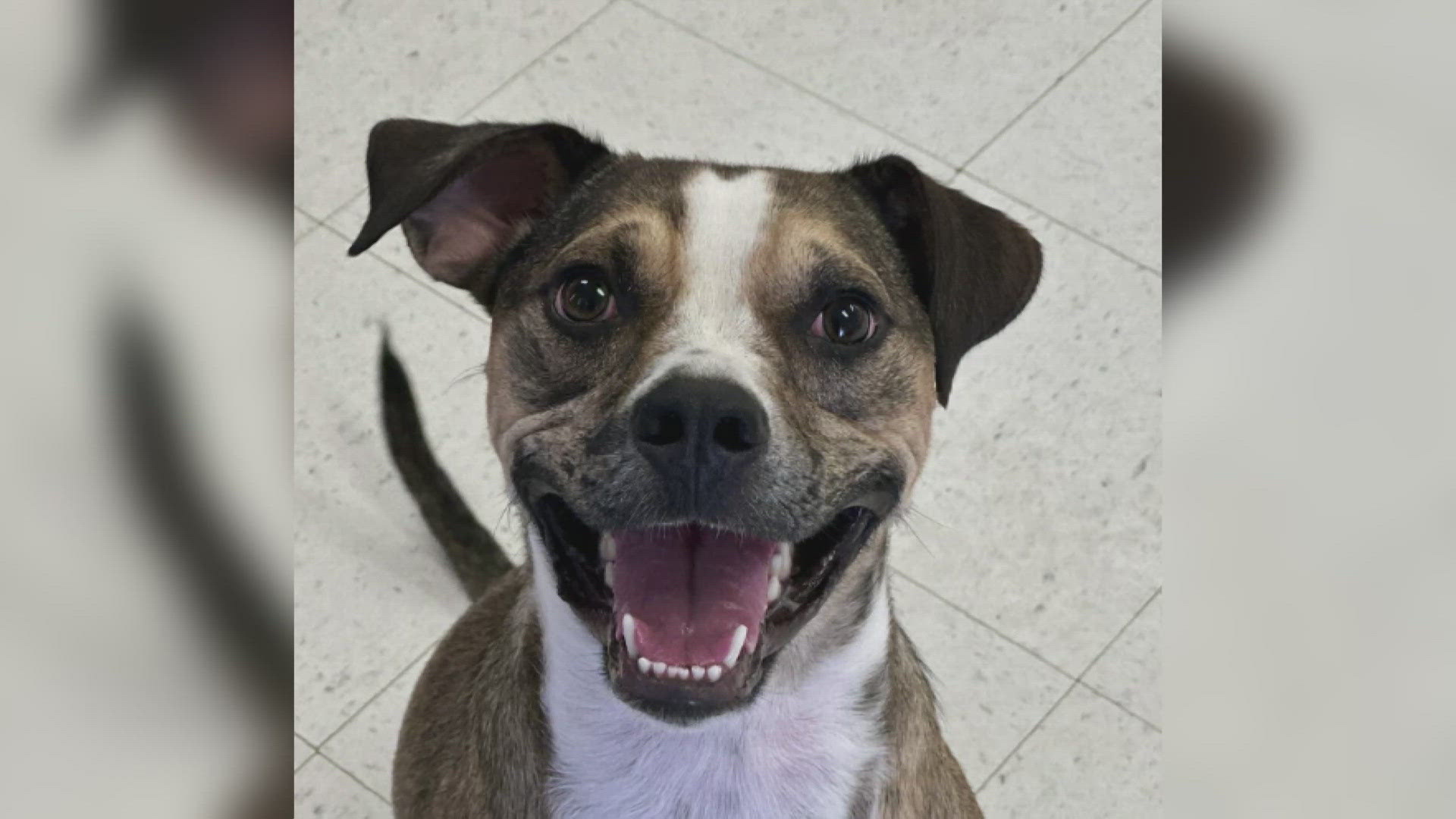 Meet Katara, a joyful and energetic 2-year-old Pit Bull mix who’s looking for her forever home.