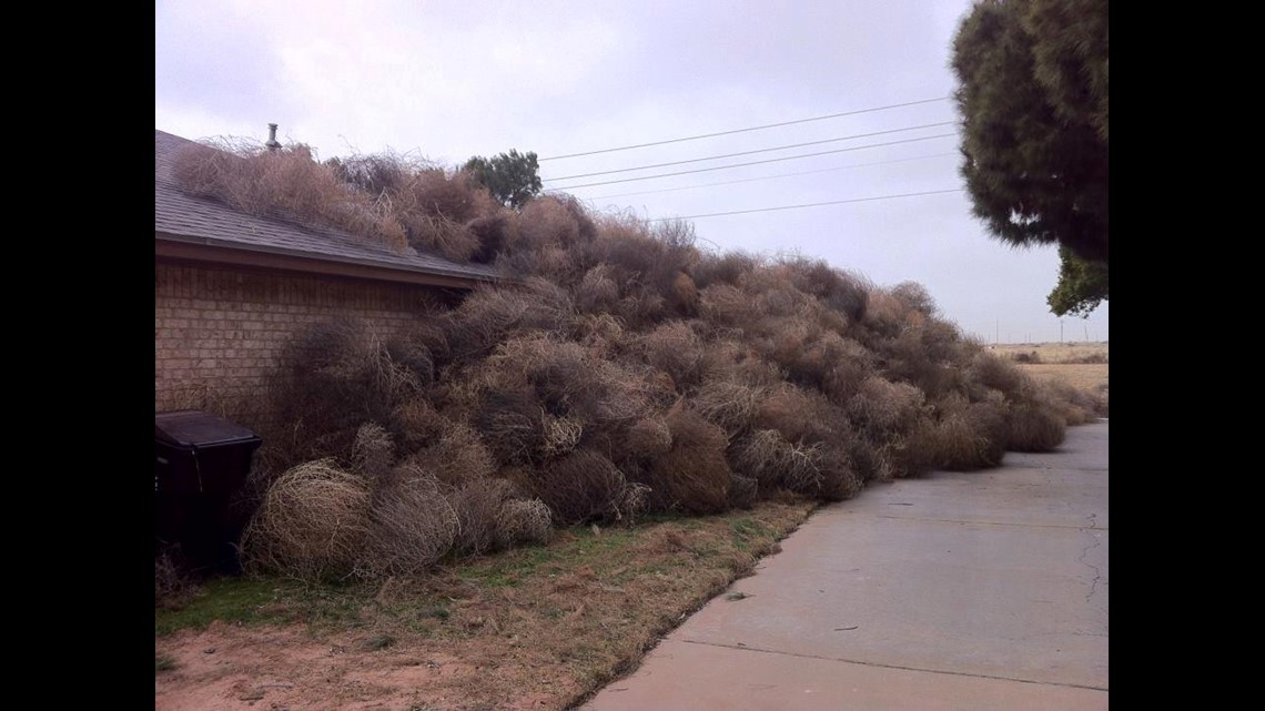 Large tumbleweeds sweep through neighborhood, cover houses