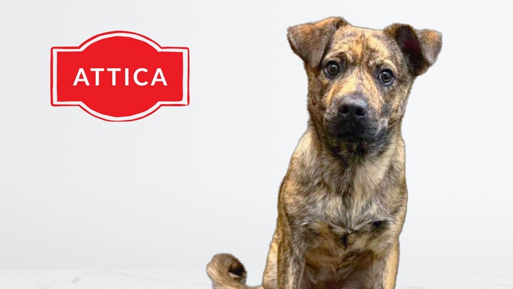 Meet Attica, NewsWest 9's Pet of the Week