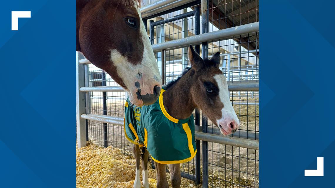 U.S. Border Patrol's Big Bend Sector welcomes first baby horse