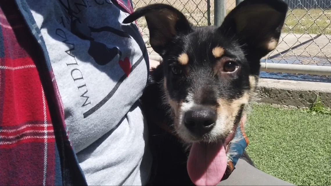 Meet Cosmo, Newswest 9's Midland Pet Of The Week 