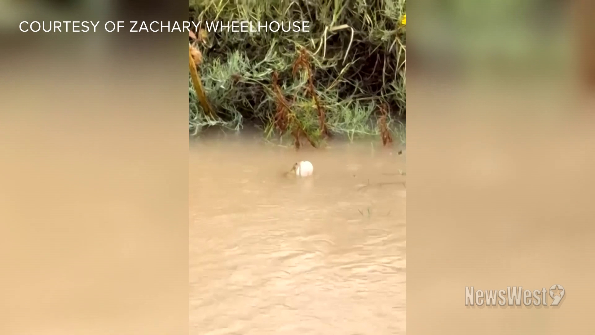 When it rains, frogs and toads seem to just pop out of nowhere in West Texas despite the area usually having a semi-arid climate.