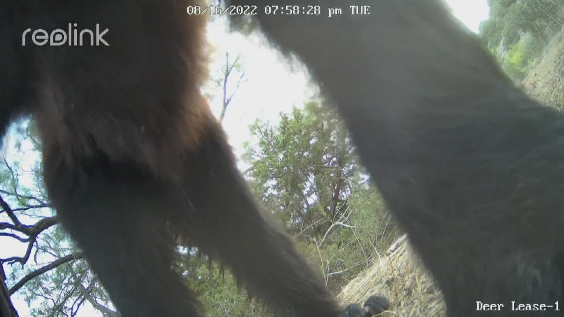 Game cam footage of a bear may resemble the beginning of a new trend in West Texas.