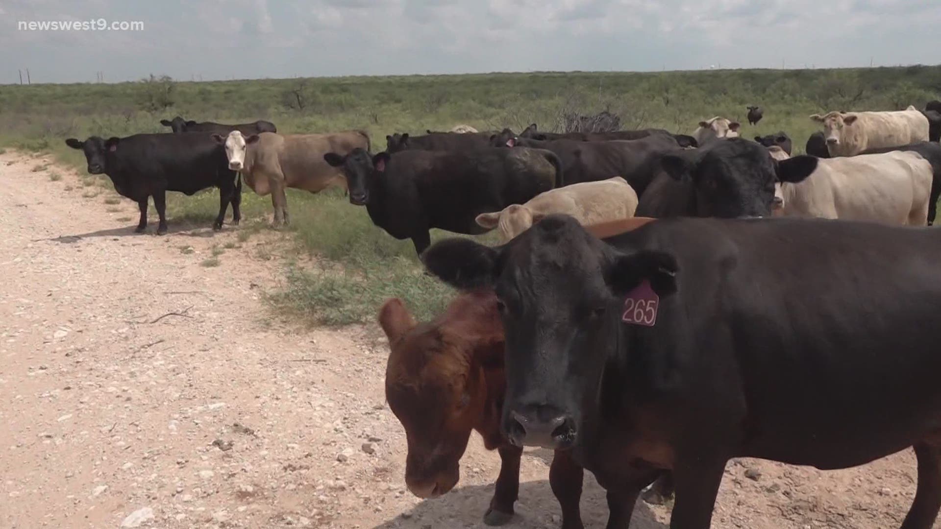 The rain has created an abundance of grass for animals to graze, making for better-tasting beef and a whole lot more money in rancher's pockets.