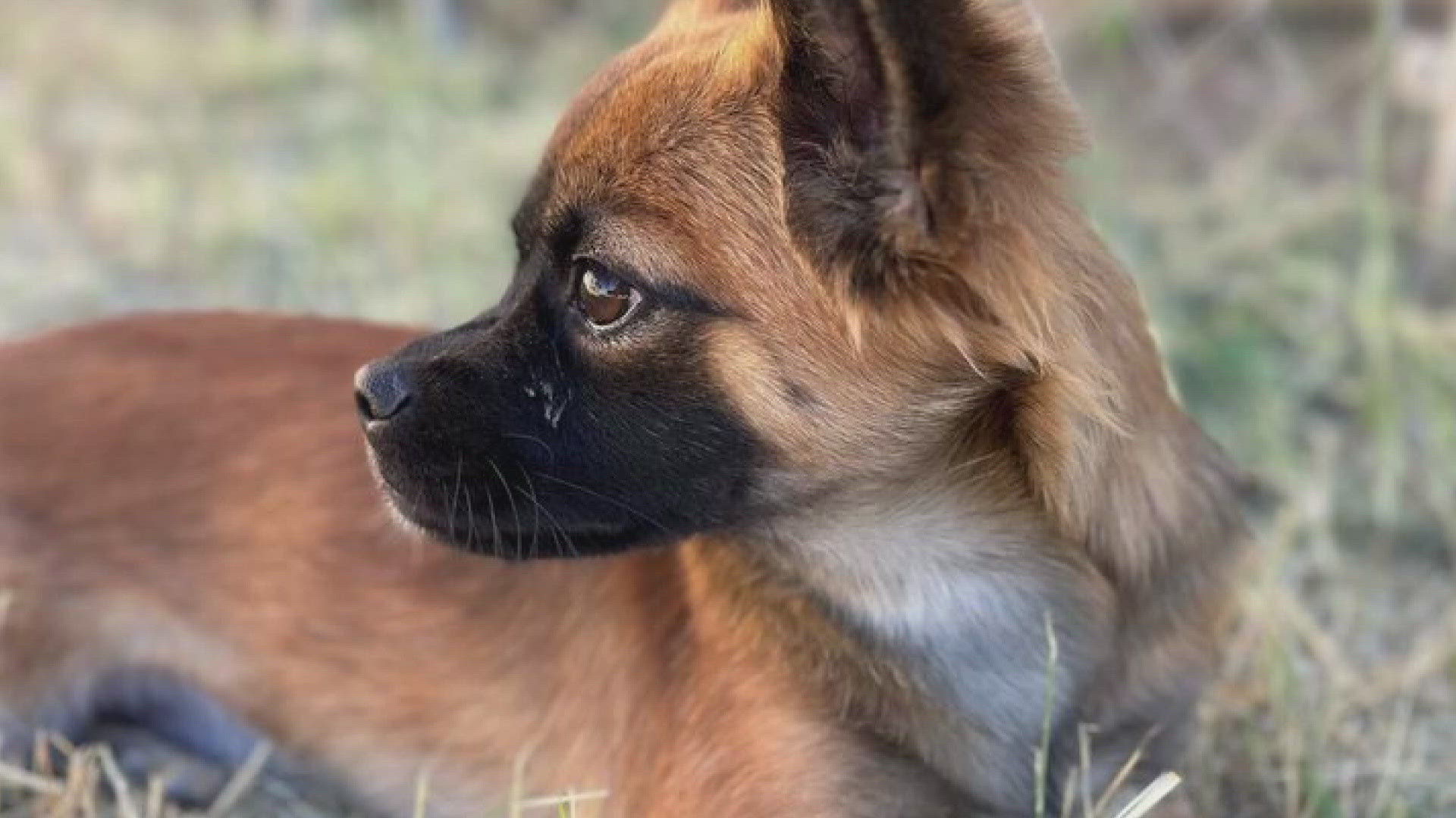 Meet Bailey, a Pekingese and Chihuahua mix, she is only a year old. She is fully grown despite being young and only weighs approximately 12 lbs.