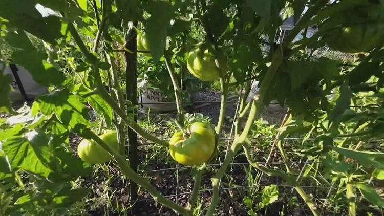 West Texas tomato season begins April 1