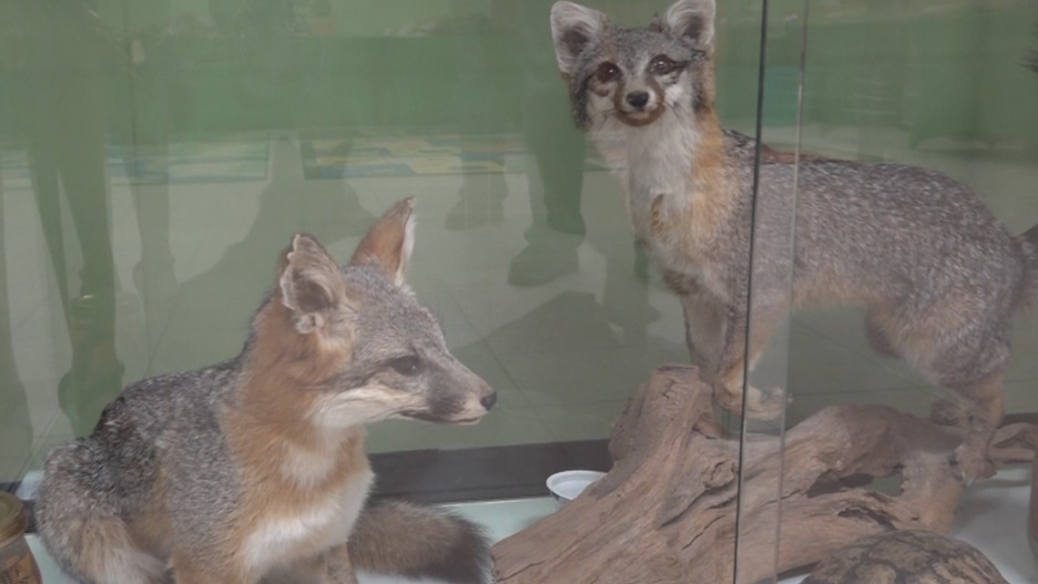 Permian Basin fox population could bring distemper to pets - Vimarsana News