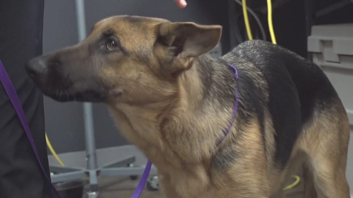 Why are there so many strays in the Permian Basin? - Vimarsana News