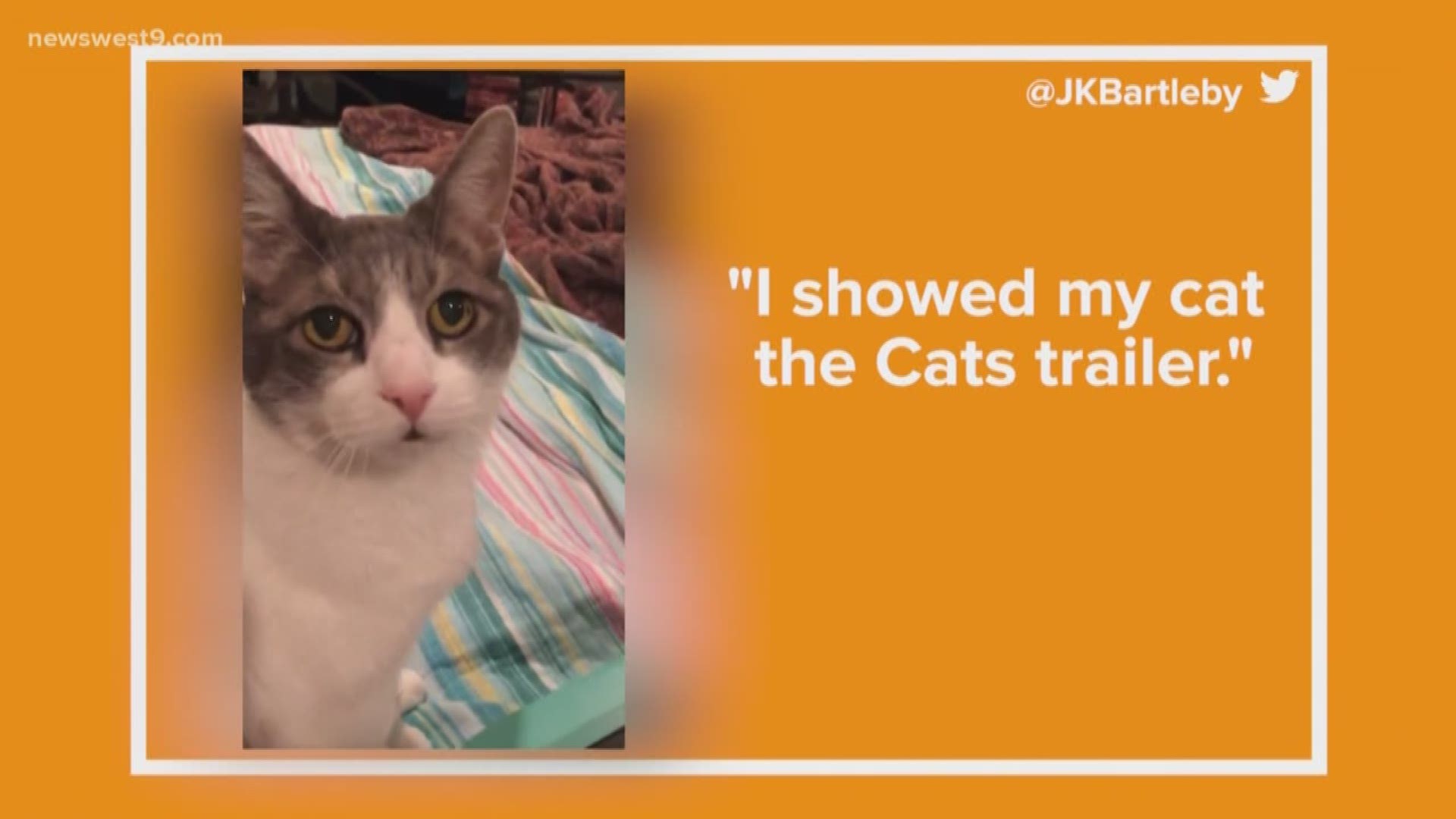 Cats react to CATS, and it's hilarious. Plus, we get TMI on universal urination.