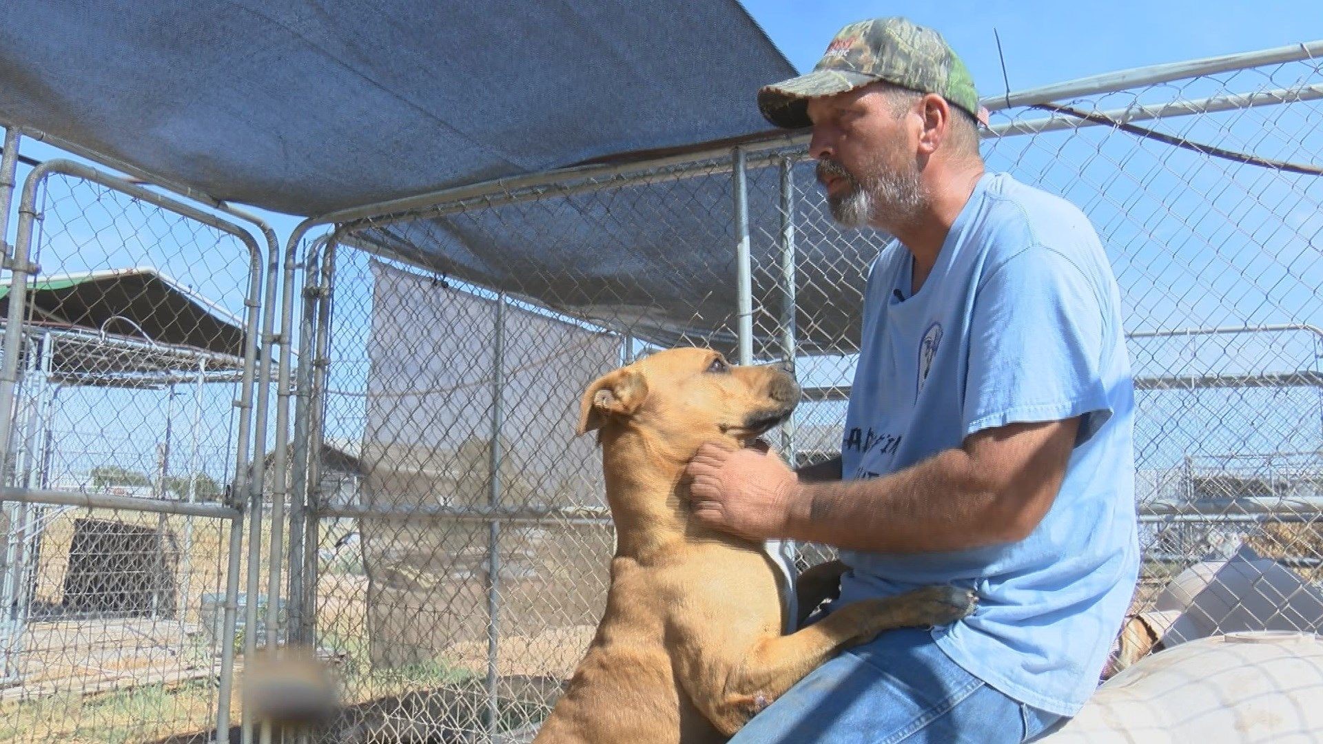 More than 40 rescue dogs in need of homes as City of Midland cracks