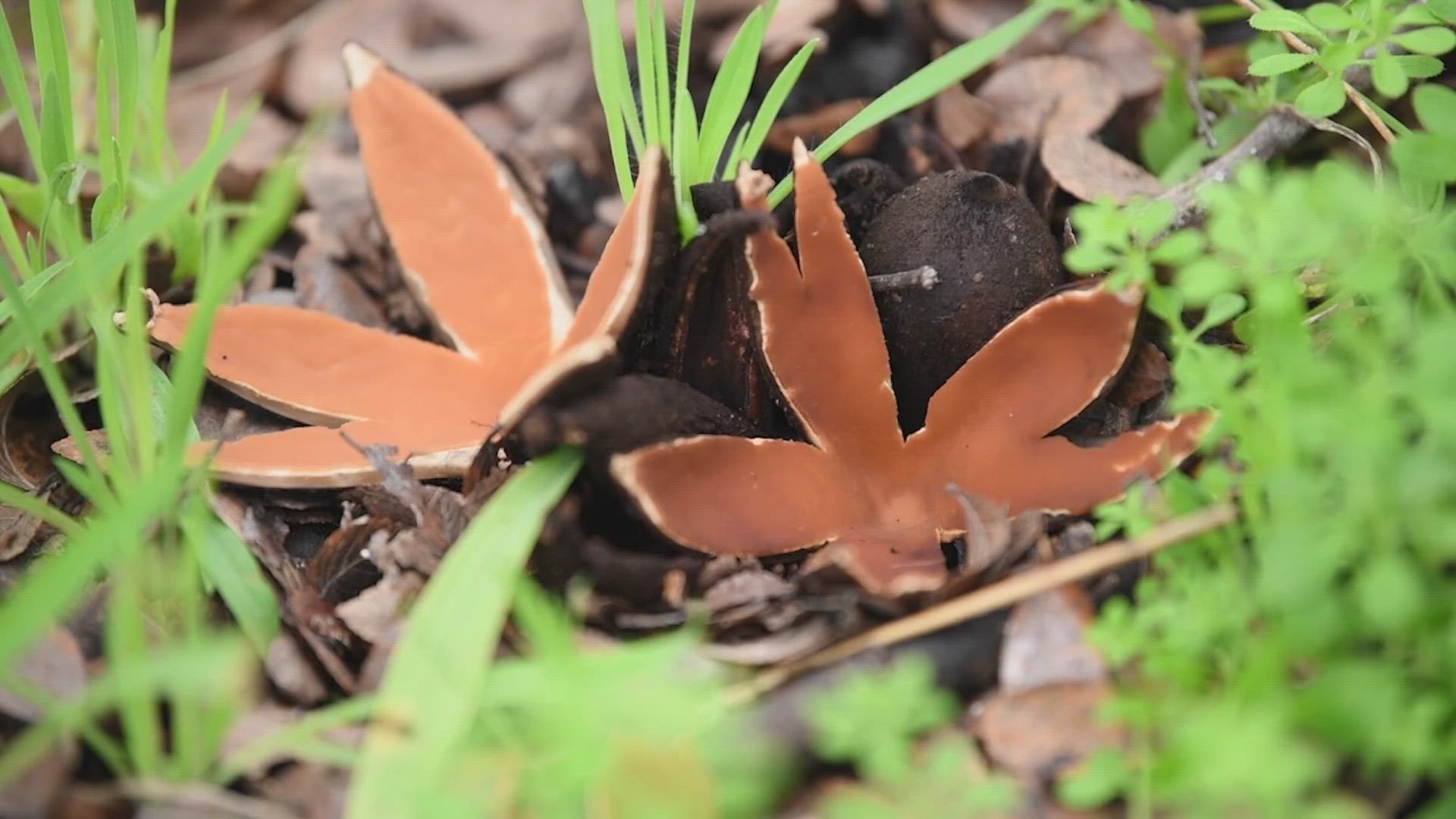 The Texas state fungi, "Devil's Cigar," is stirring up a lot of noise in Central Texas.