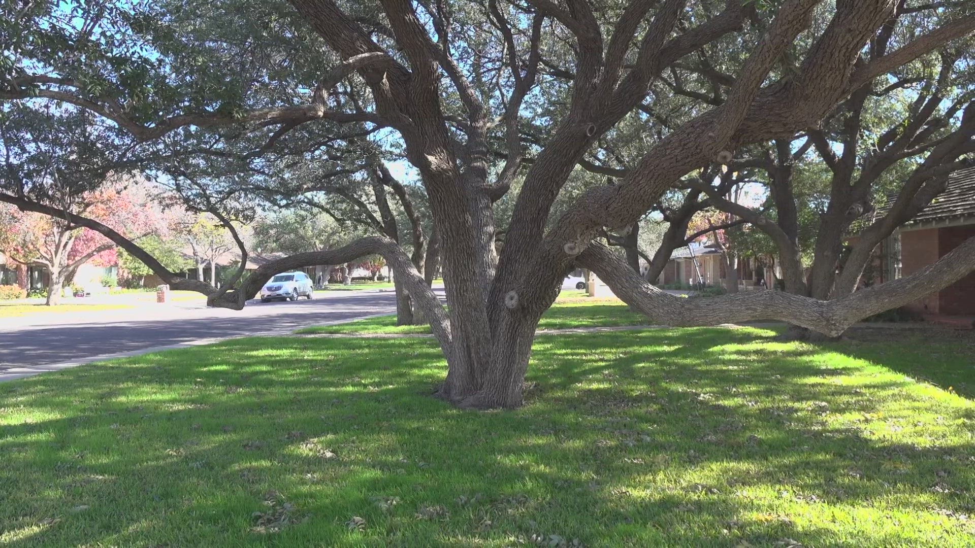 The City of Midland left notices on their doors telling them that tree trimming will begin in a month.