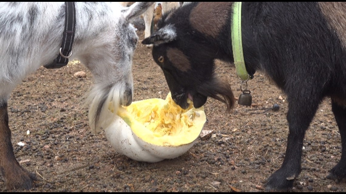 Local farm asking for pumpkin donations to feed their animals - Vimarsana News
