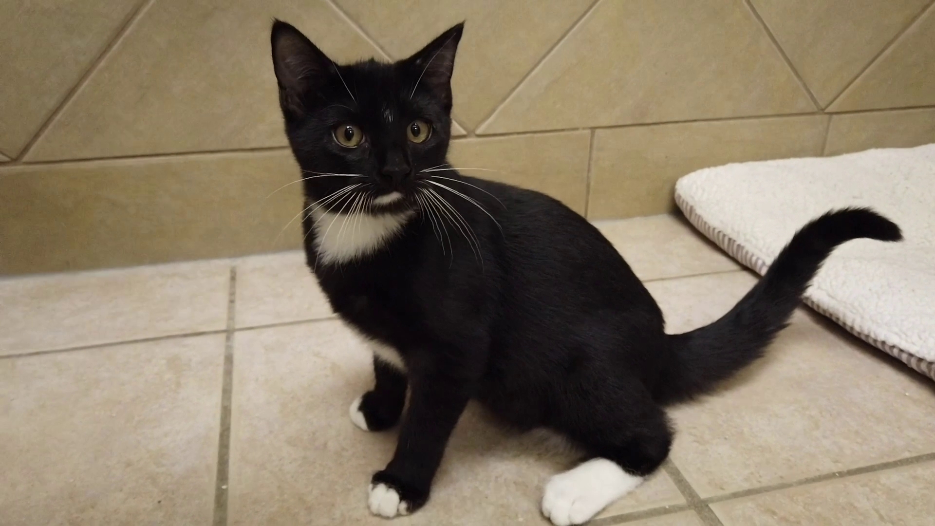 Falcon is a 17-week-old tuxedo kitten with a playful spirit.