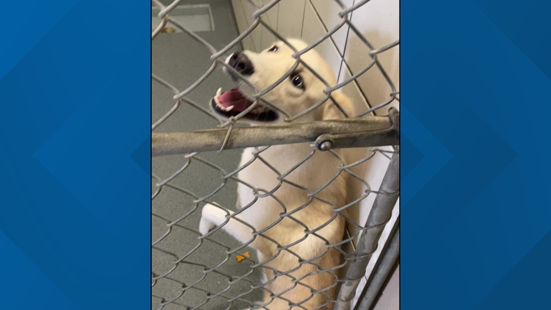 Zero is a 9-month-old Shiba Inu/Husky mix who has a lot of puppy energy!