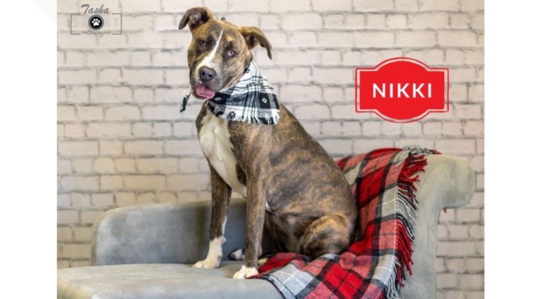 Meet Nikki, NewsWest 9's Midland Pet of the Week