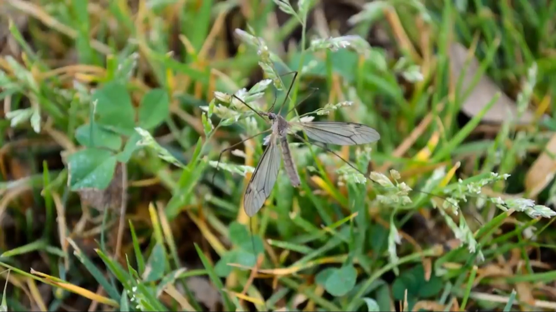 With the start of springtime, crane flies become more apparent in West Texas. However, a common misconception is that they pose a threat like a mosquito.