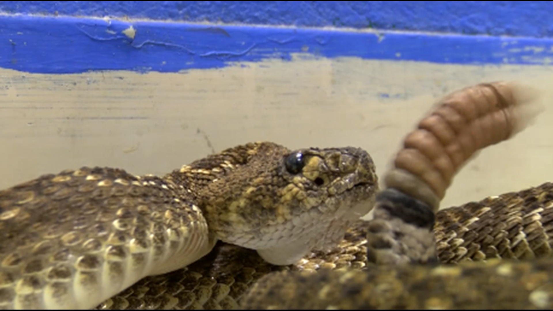Rattlesnake bites becoming more and more common for West Texas pets