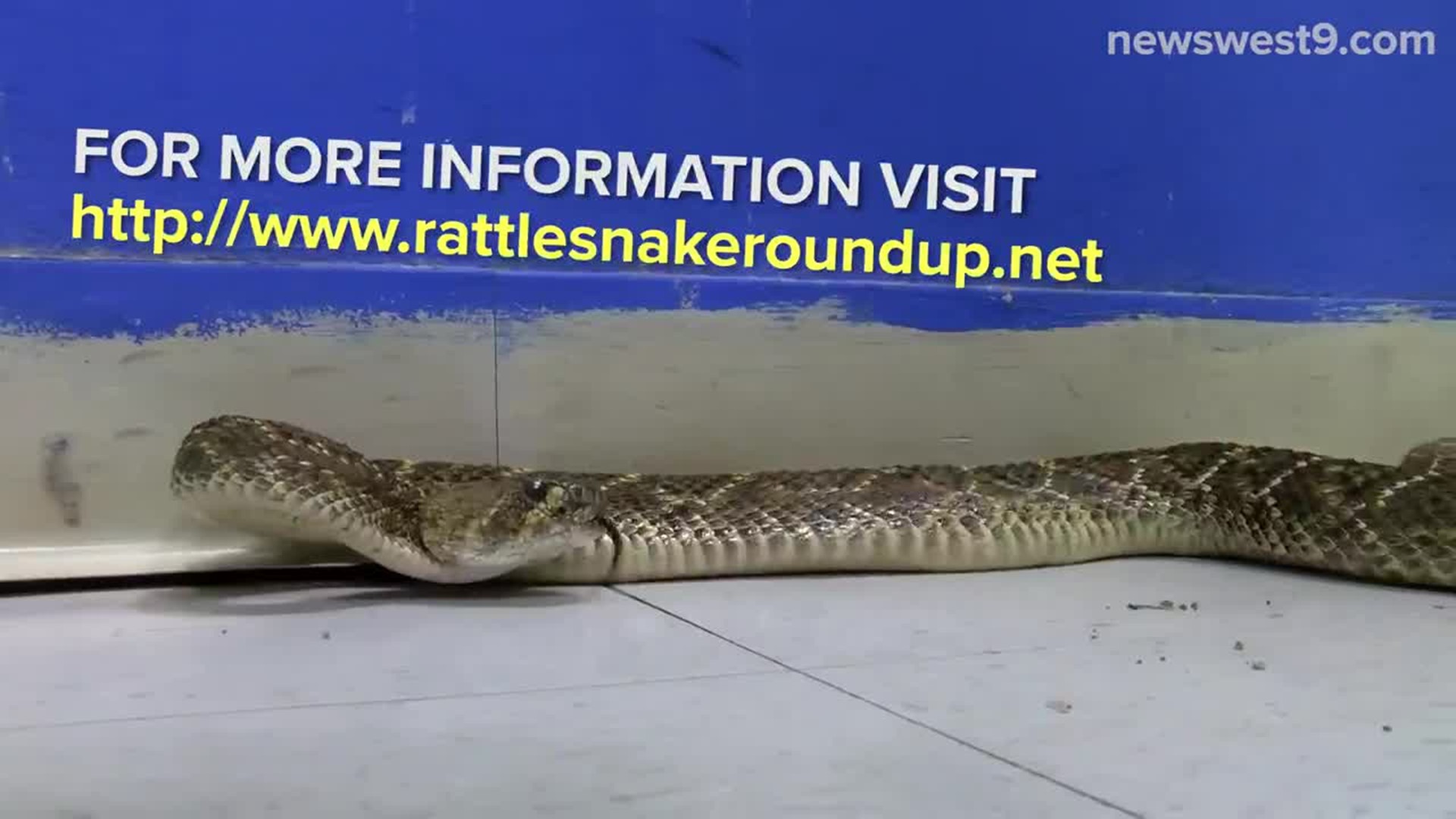 World's Largest Rattlesnake Round-Up comes to Sweetwater