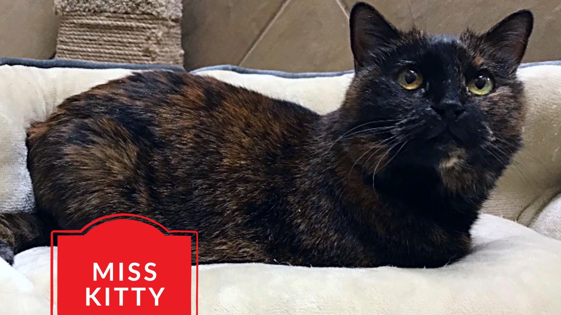 Miss Kitty is a 10-year-old tortoiseshell cat.