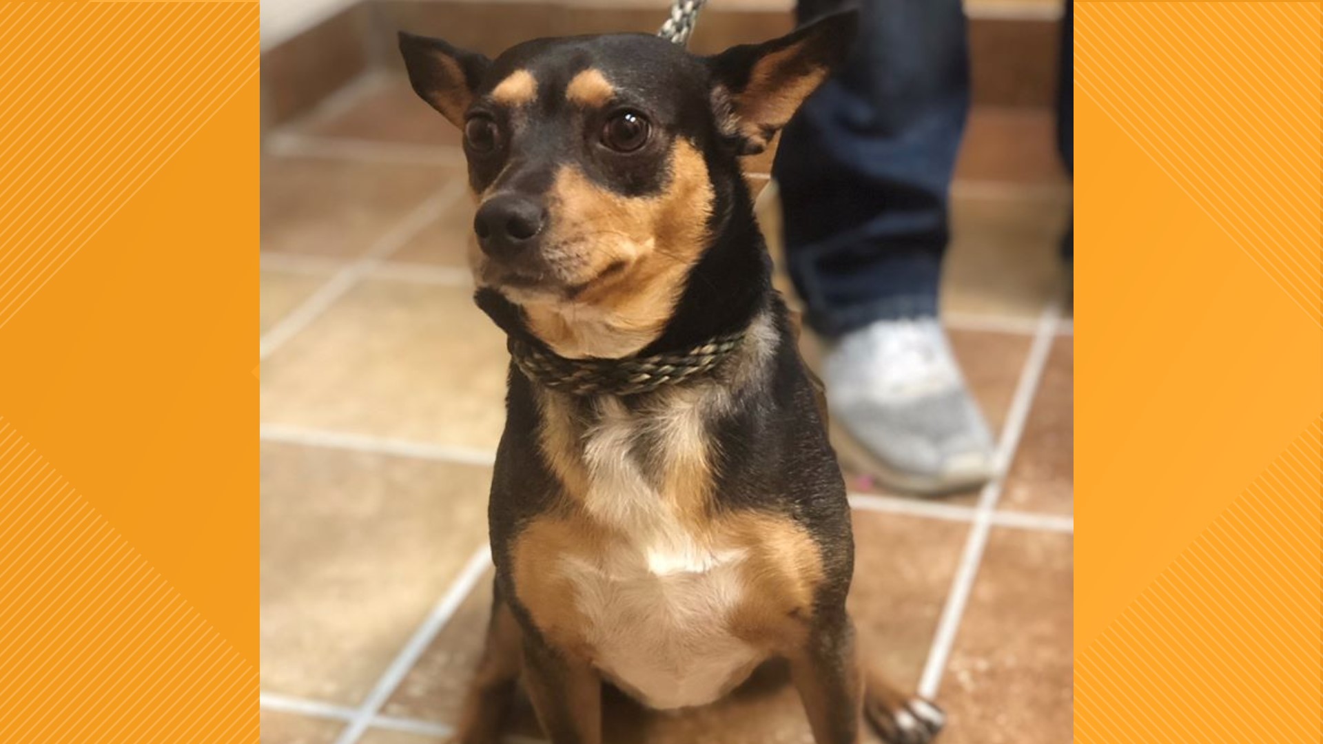 Meet Ralphy, 4-year-old male chihuahua mix who is looking for his forever home.