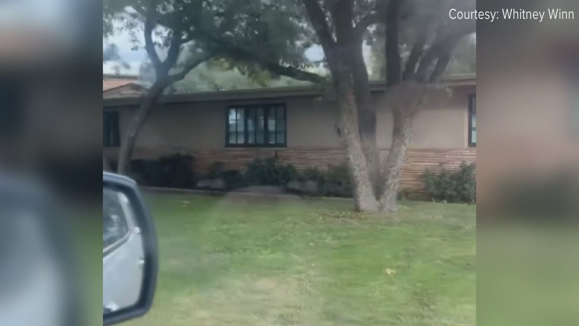 Whitney Winn and her husband were taking their daughter to school Thursday morning when they spotted two javelinas in someone's front yard.